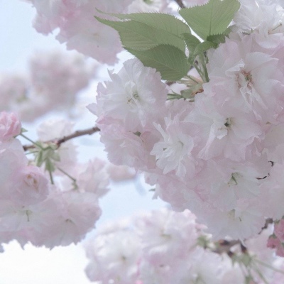 西丰福瑞交流群